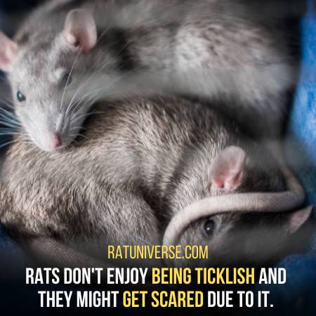 Rats Are Not Attracted To Tickle