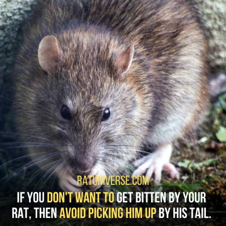 How To Avoid Rat Bite