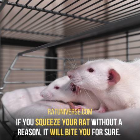 Squeezing Can Make Your Rat Bite You