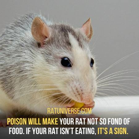 Signs Your Rat Is Dying From Poison