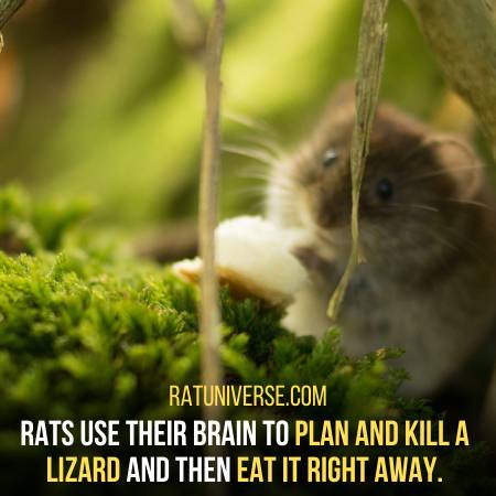 Rats Use A Process To Kill Its Prey