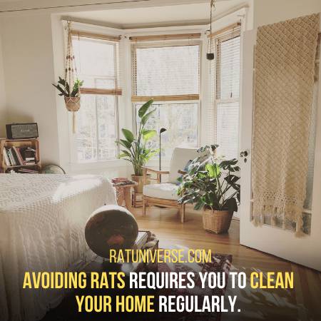 You Have To Keep Things Clean To Avoid Rats
