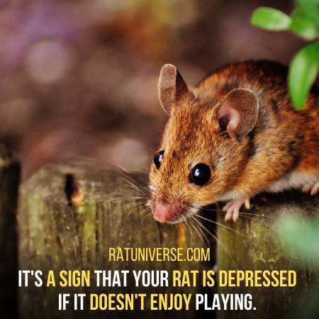 Signs Your Rat Is Depressed
