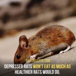 Depressed Rat Will Not Eat Much