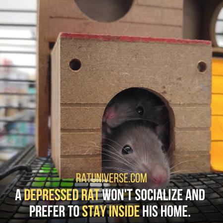 Depressed Rats Do Not Socialize