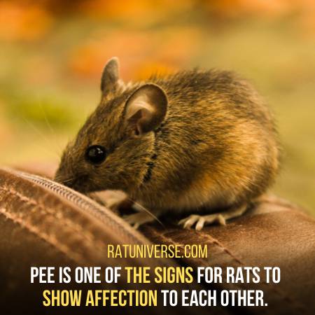 Peeing Is A Sign For Affection