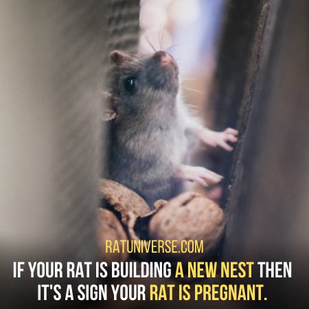 How To Tell If A Rat Is Pregnant