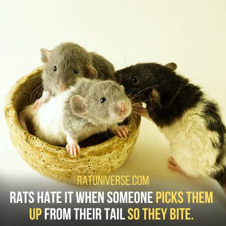Why Rats Bite Humans