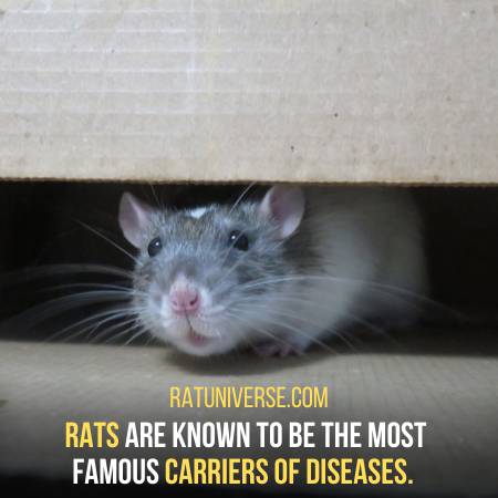Why Rats Are Gross Creatures