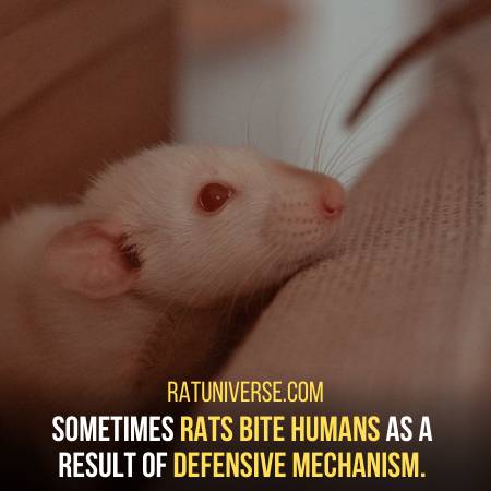 Rats Bite Humans When They Get Scared