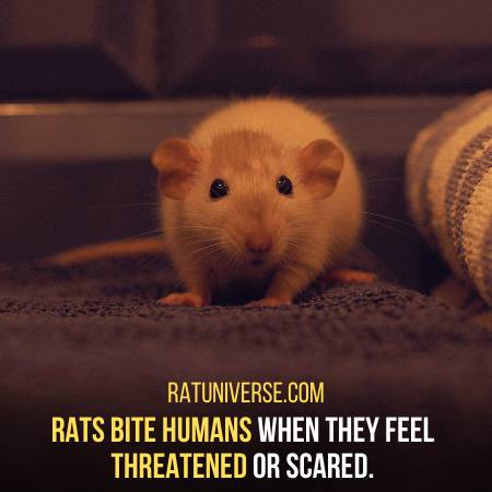 Rats Bite When They Feel The Threat