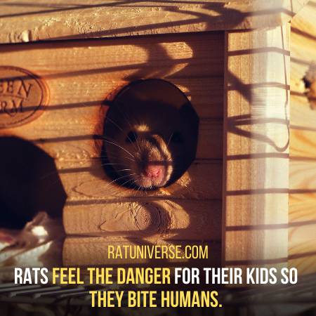 Rats Bite Humans To Protect Their Babies