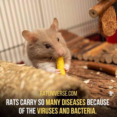 Why Rats Carry So Many Diseases