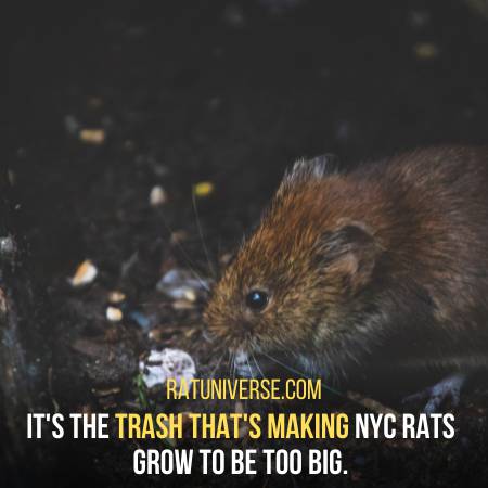 Why NYC Rats Are So Big