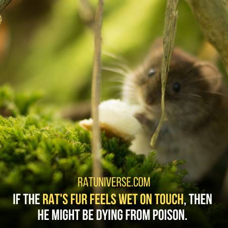 Your Rat Is Poisoned If It Has Wet Fur