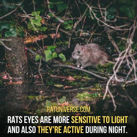 Rats Are Active During Night