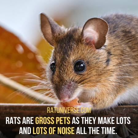 It Is Difficult To Bear The Noise That Rats Make