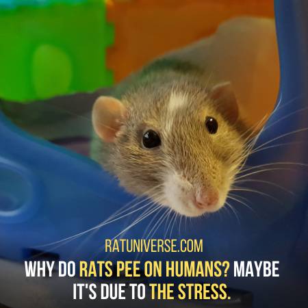 Stress Can Be A Factor Behind Your Rat Peeing On You