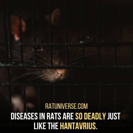 Rats Have Deadly Saliva That Spreads Diseases