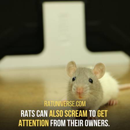 Rats Also Scream For Attention Seeking