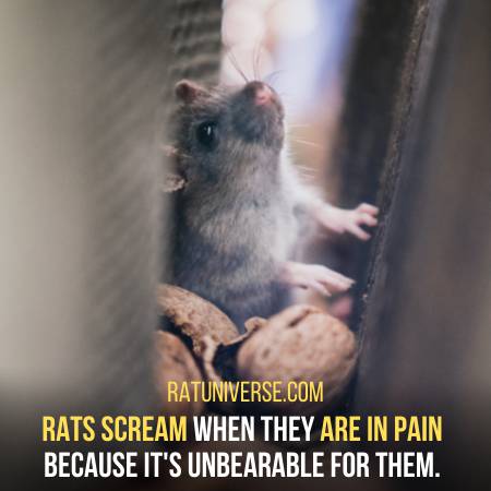 Reasons Why Rats Scream
