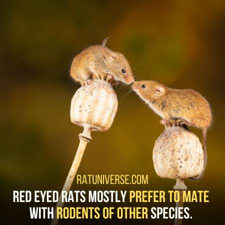 Red Eyed Rats Mate With Different Rodents