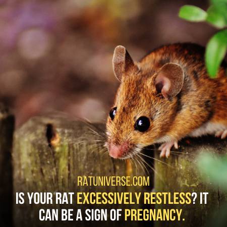 Your Rat Will Be Restless If Pregnant
