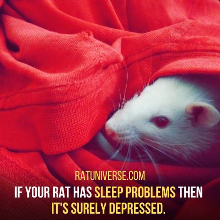 Your Rat Will Have Severe Sleep Problems
