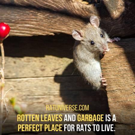 Why Rats Are In The Gardens
