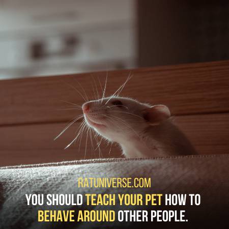 Avoid Rat Bite By Teaching It Proper Behavior