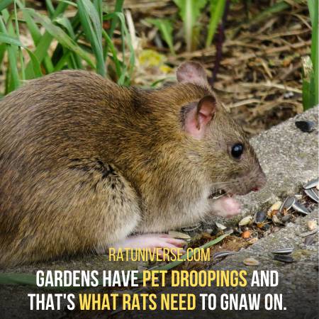Gardens Provide Pet Drooping To Rats