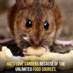 Rats Need Plenty Of Food To Survive