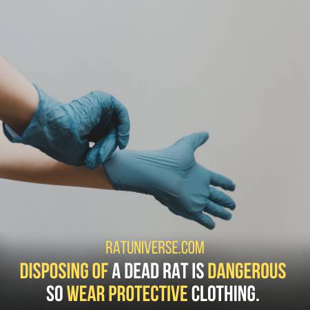 Use Protective Clothing While Disposing Of The Rat