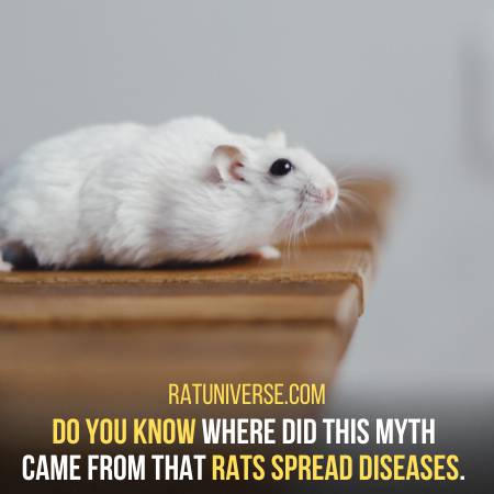 Rats Are Not Proven To Transmit Diseases To Humans