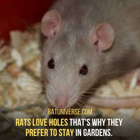 Rats Love To Live Where There Are Holes Or Openings