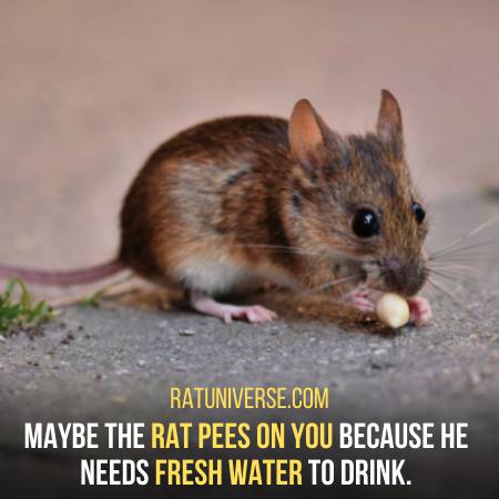Rat Pees When He Needs Fresh Water