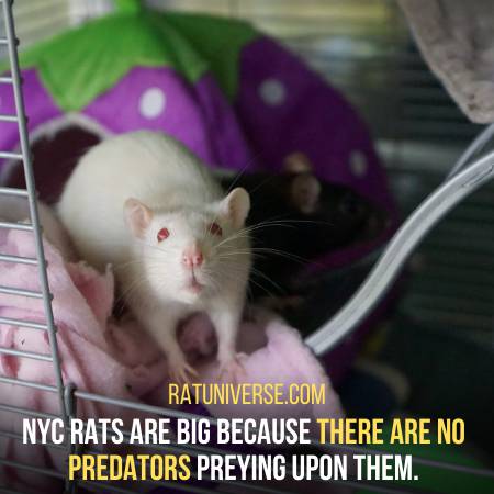 There Are No Predators In NYC For Rats