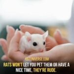 Rats Are Not So Cuddly Pets