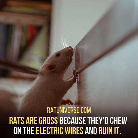 Rats Are Gross As They Destroy Stuff
