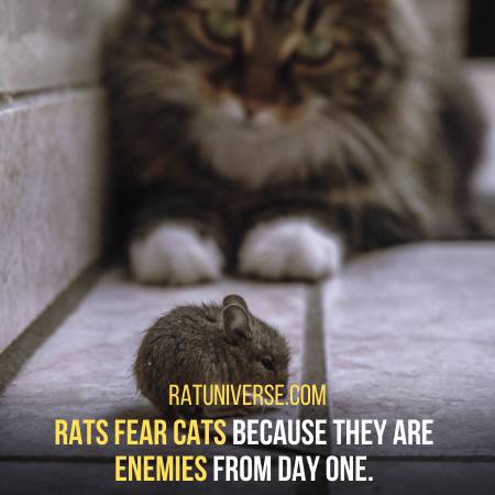 Rats And Cats Are Major Enemies