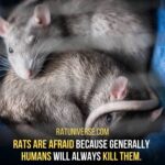 Why Rats Are Afraid Of Humans