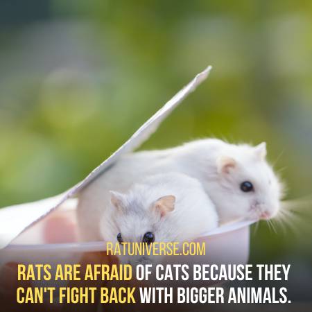 Rats Are Tiny And Can Not Fight Back