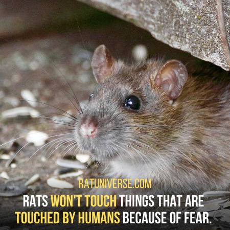 Rats Avoid Humans And Fear Them