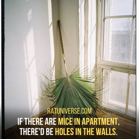 You Will See Chewed Holes In Walls