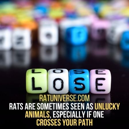 Bad Luck - What Does A Rat Symbolize