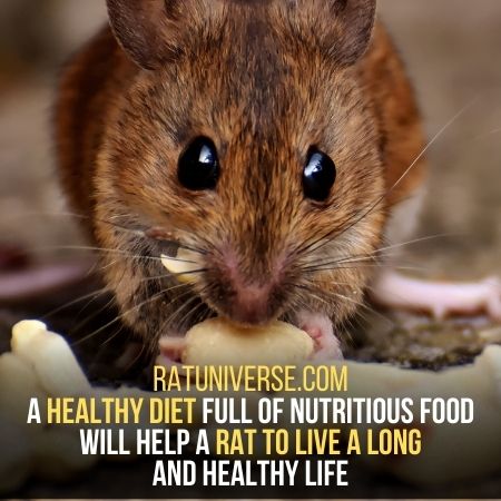 Diet - How Long Does A Rat Live