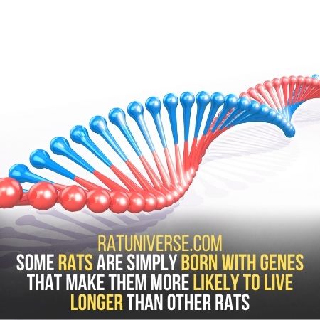 Genetics - How Long Does A Rat Live