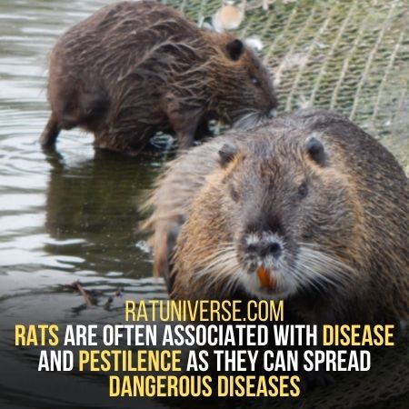 disease - What Does A Rat Symbolize
