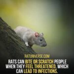 Wild Rats are Often Very Aggressive